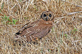 Marsh Owl