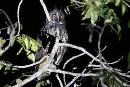 Stygian Owl