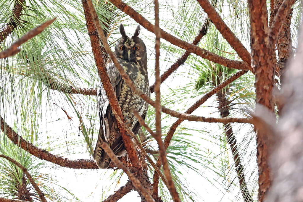 Stygian Owl