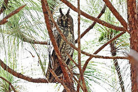 Hibou maître-bois