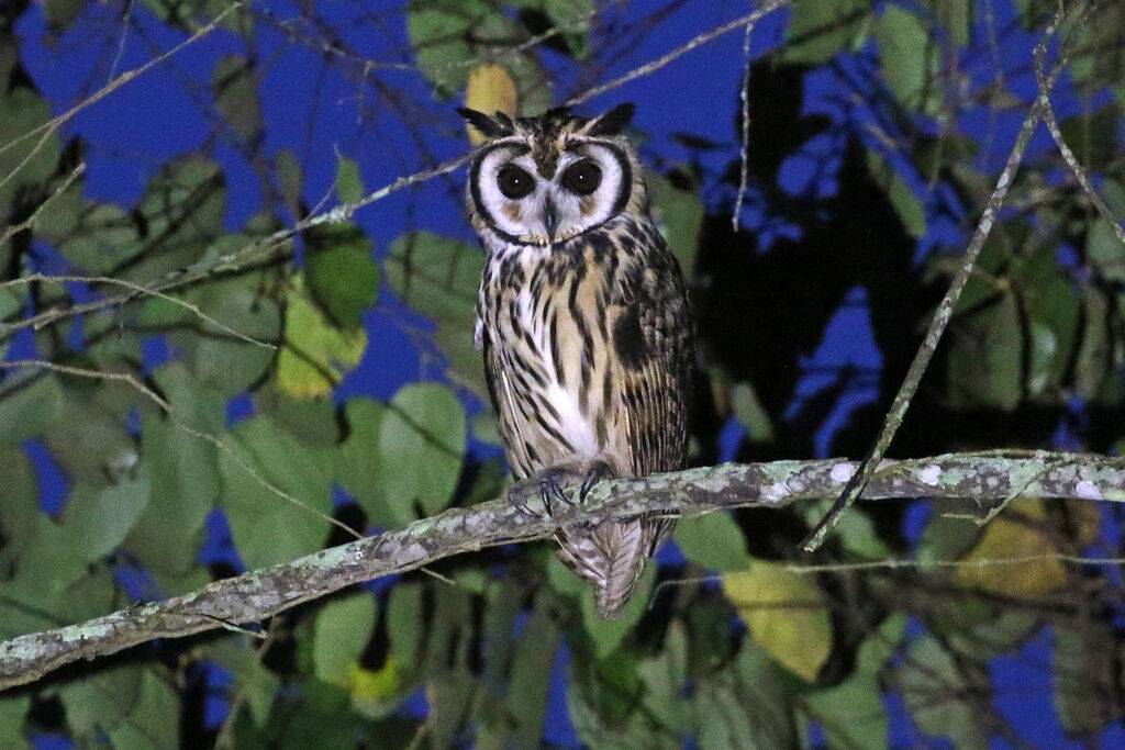 Striped Owladult