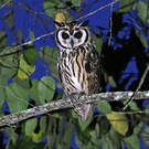 Hibou strié