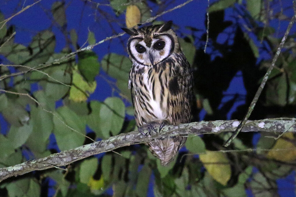 Striped Owladult