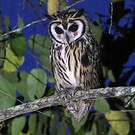 Hibou strié