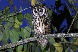 Striped Owl