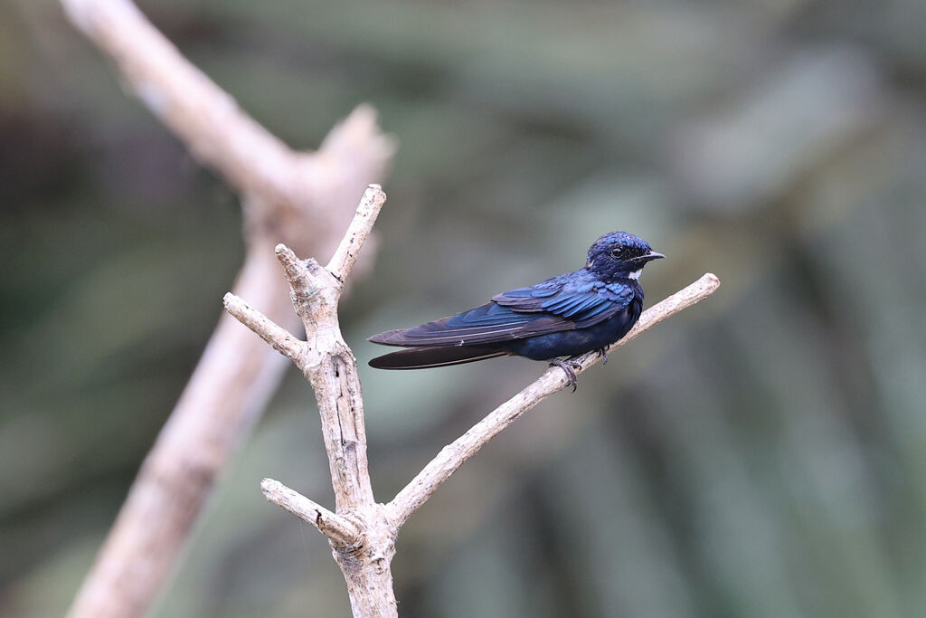 Hirondelle à bavette