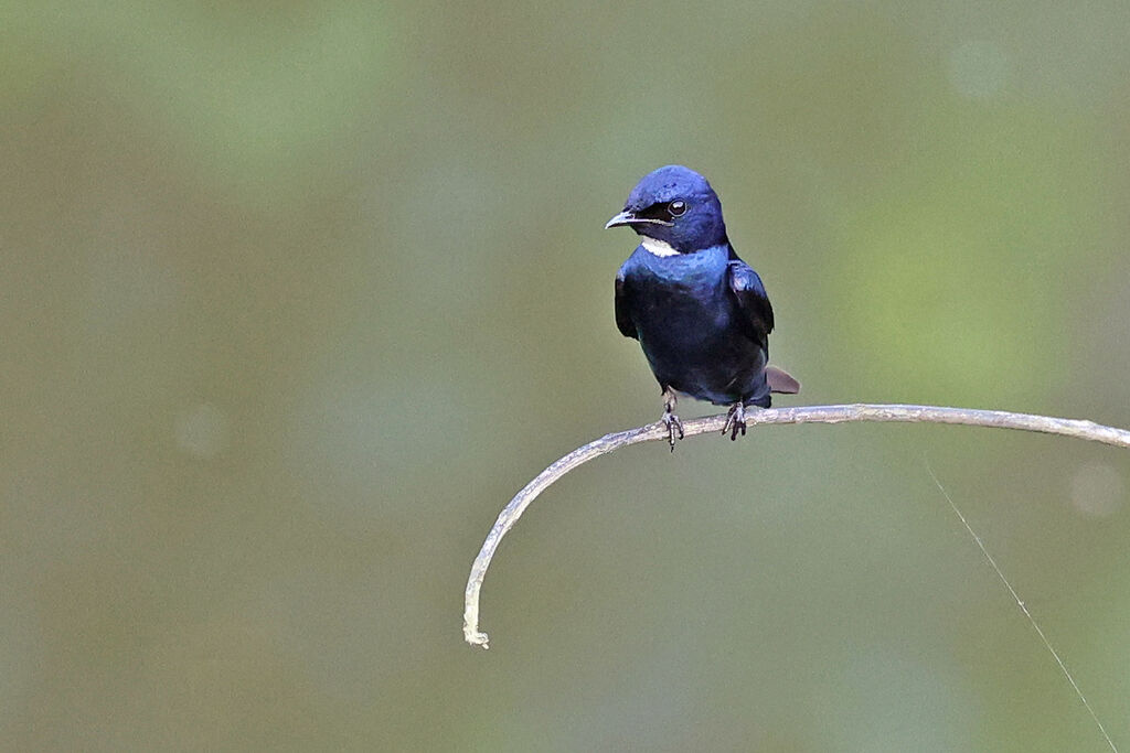 White-bibbed Swallowadult