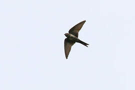 White-thighed Swallow