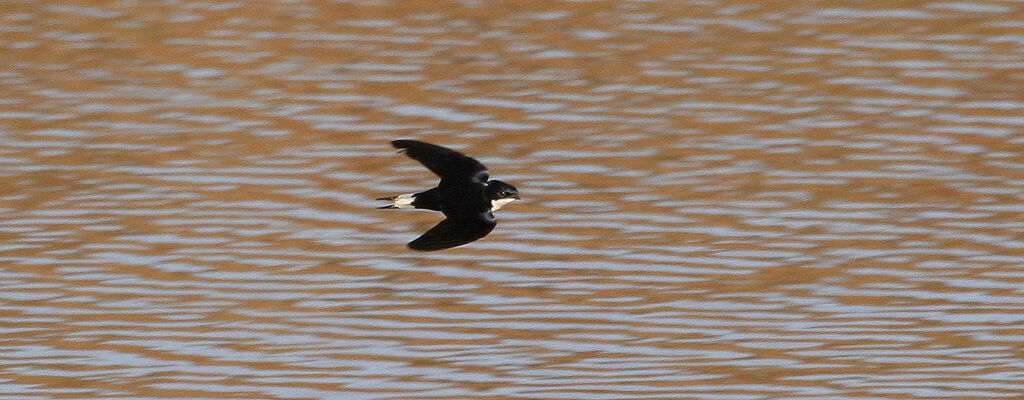 White-tailed Swallowadult