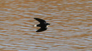 White-tailed Swallow