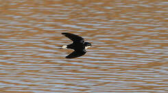 Hirondelle à queue blanche