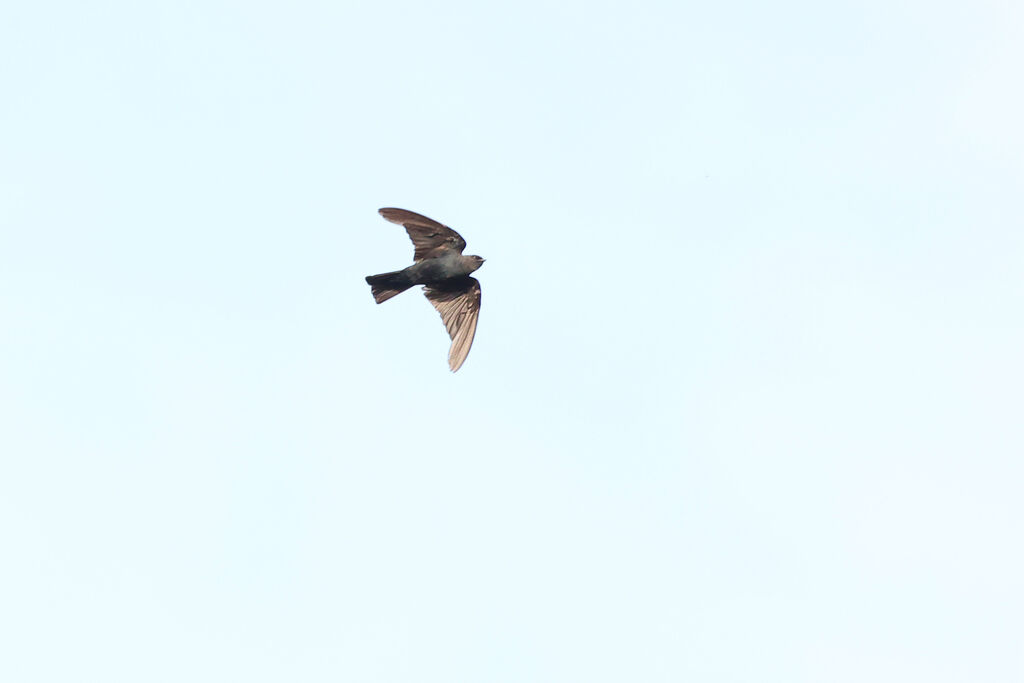 Square-tailed Saw-wing