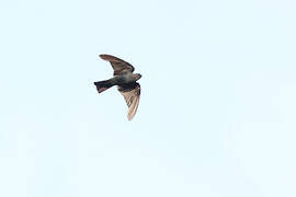 Square-tailed Saw-wing