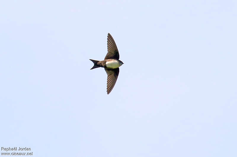 Black-capped Swallow, pigmentation