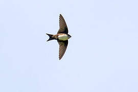 Black-capped Swallow