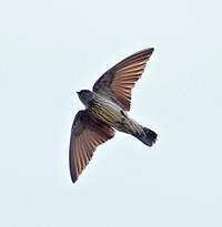 Hirondelle de Brazza