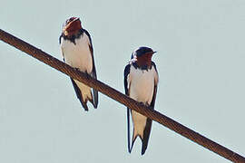 Red-chested Swallow