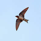 Hirondelle de l'Angola
