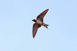 Angola Swallow