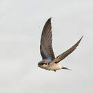 Hirondelle de Preuss