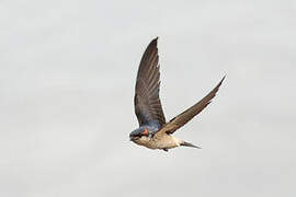 Preuss's Cliff Swallow