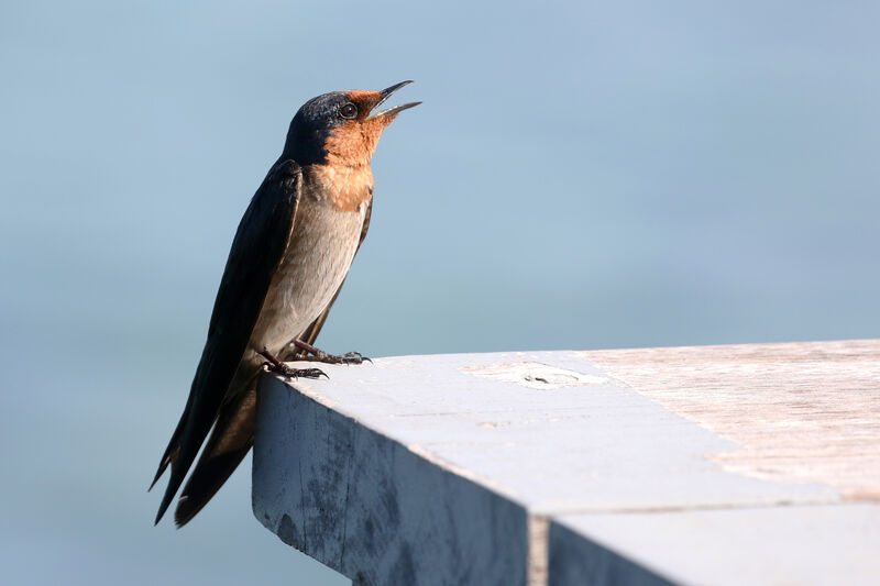 Pacific Swallow