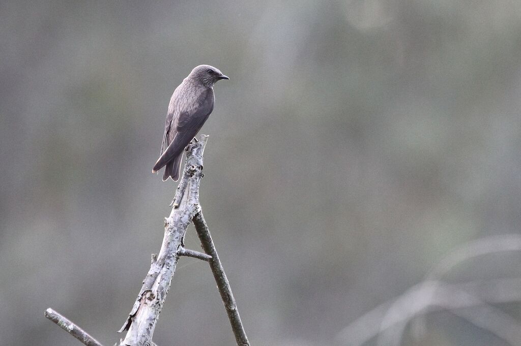 Mascarene Martinadult