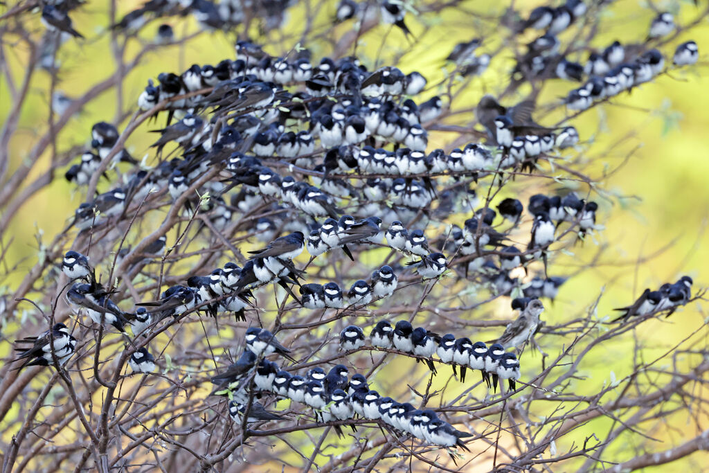 Black-collared Swallow