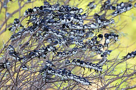 Black-collared Swallow