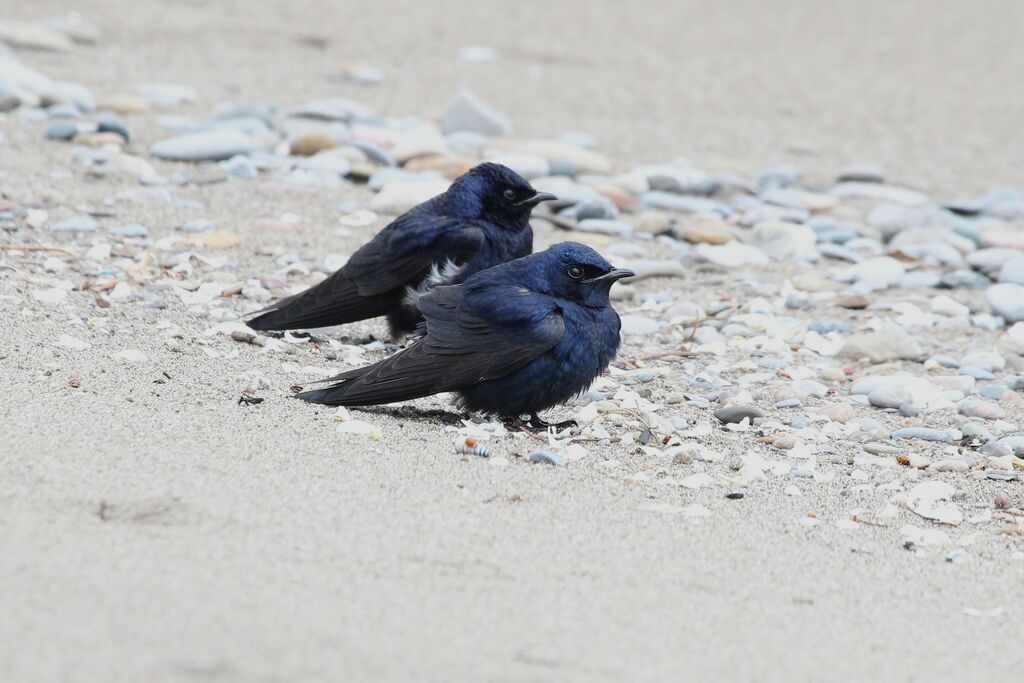 Purple Martinadult breeding