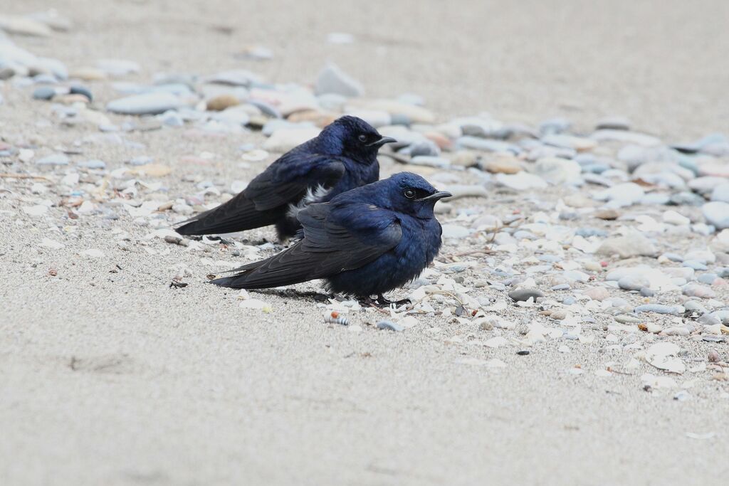 Purple Martinadult breeding