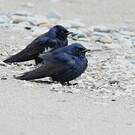 Hirondelle noire