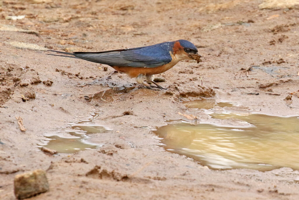 Hirondelle rousseline