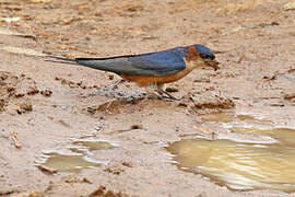 Red-rumped Swallow