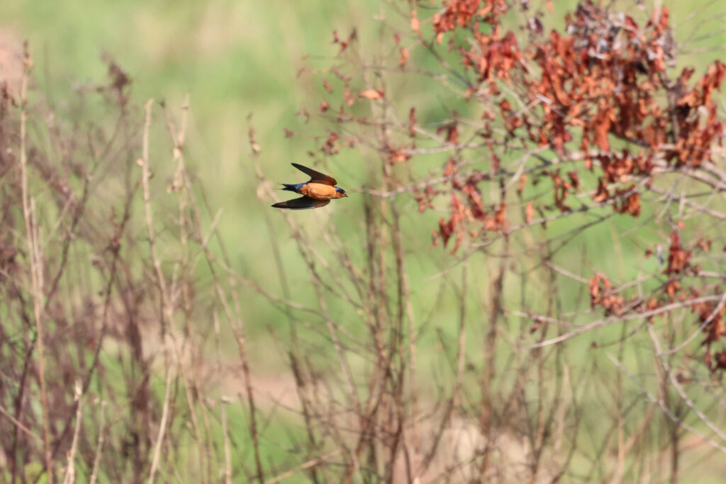 Hirondelle roux et noir