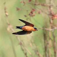 Hirondelle roux et noir