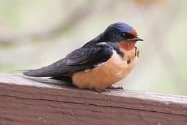 Barn Swallow