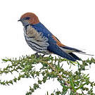 Hirondelle striée