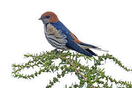 Lesser Striped Swallow