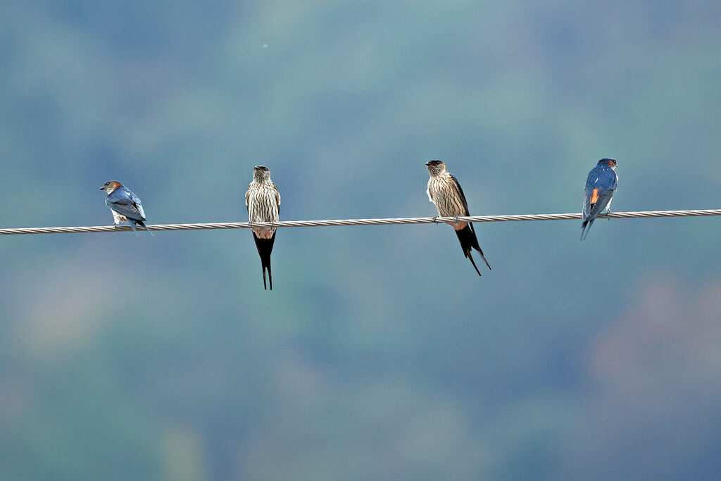 Striated Swallow