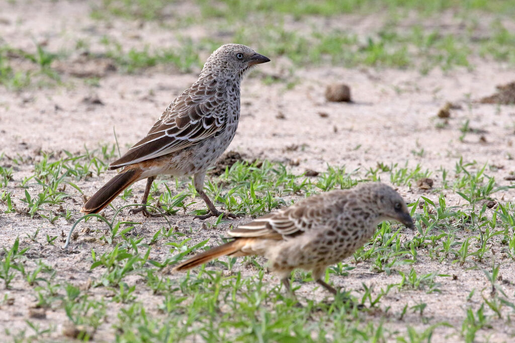 Rufous-tailed Weaveradult