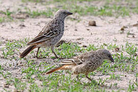 Rufous-tailed Weaver