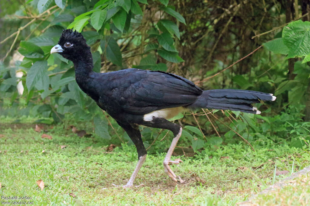 Hocco d'Albert mâle adulte, identification