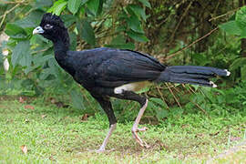 Blue-billed Curassow