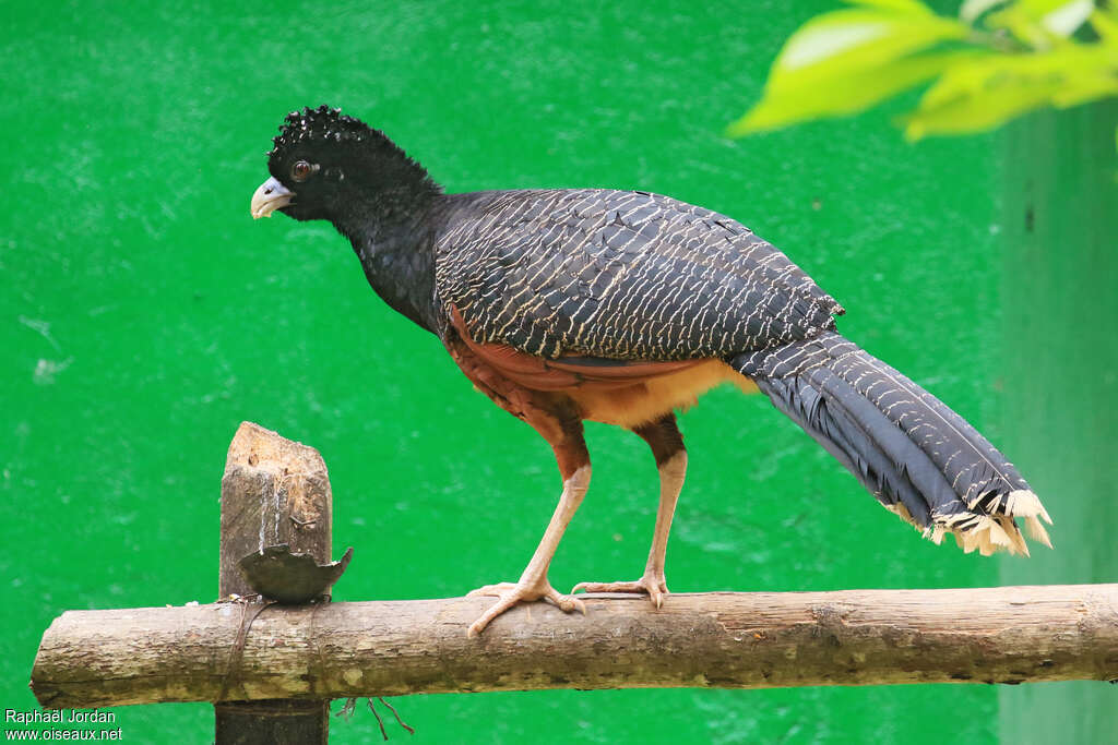 Blue-billed Curassow female adult, identification