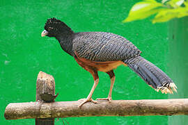 Blue-billed Curassow