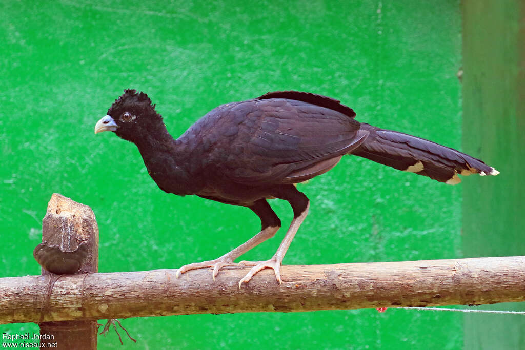 Blue-billed Curassow male adult, pigmentation