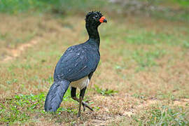 Red-billed Curassow