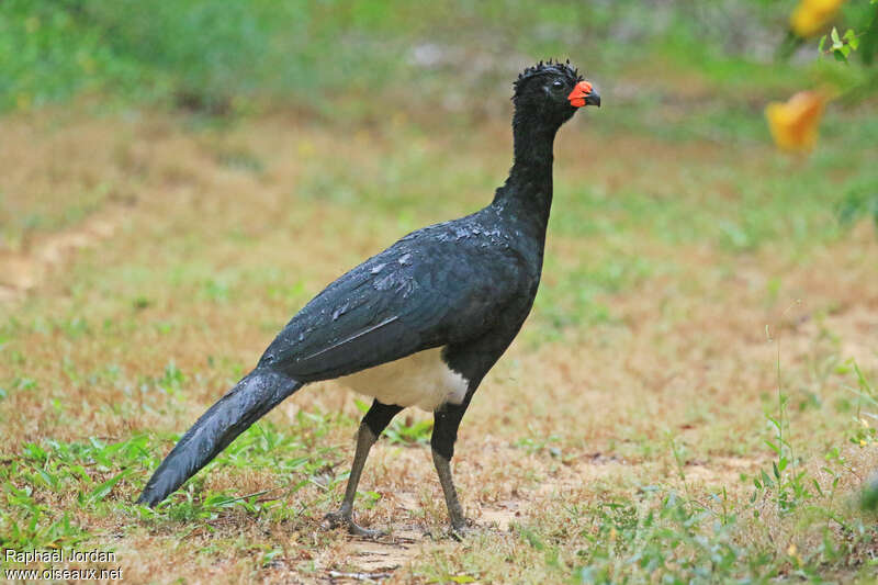 Red-billed Curassow male adult, identification