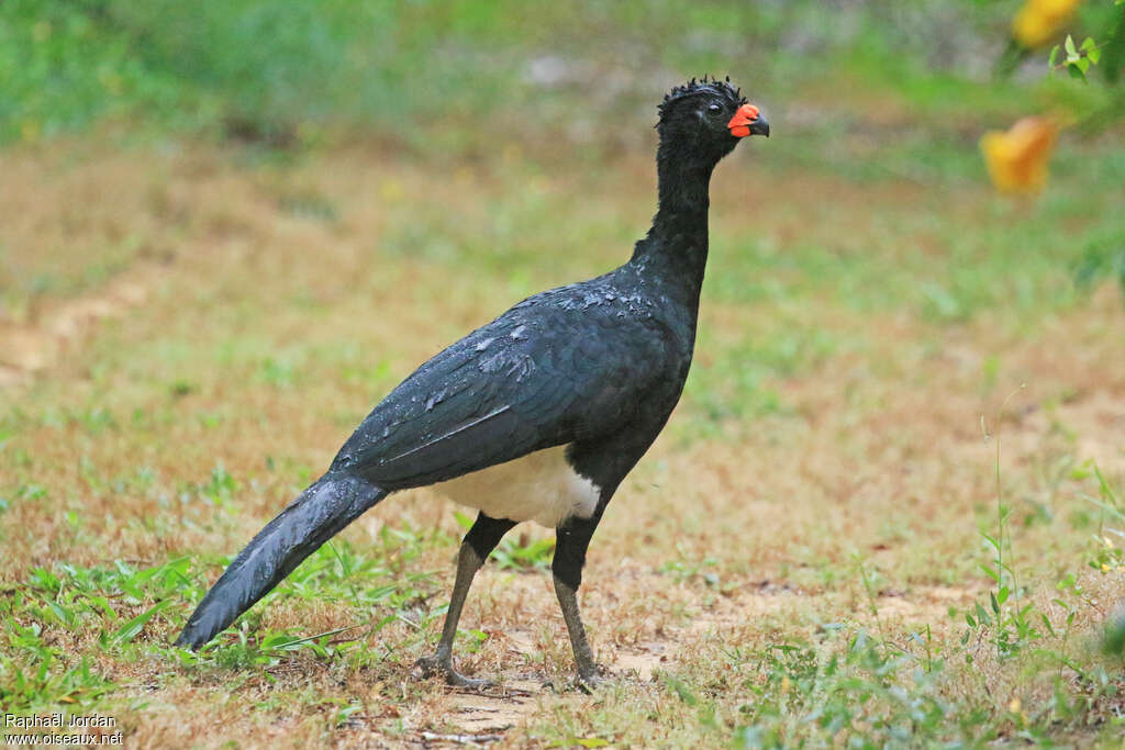 Hocco de Blumenbach mâle adulte, identification